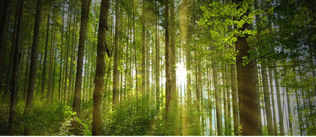 Morning light through the trees