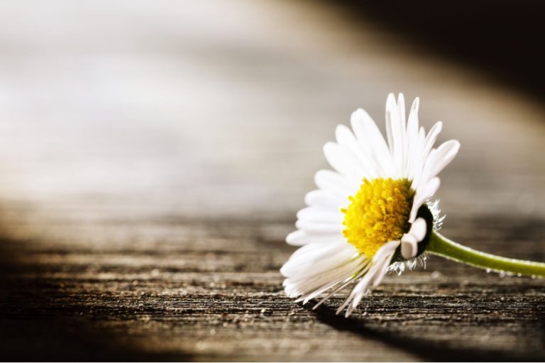 A single flower in soft morning light