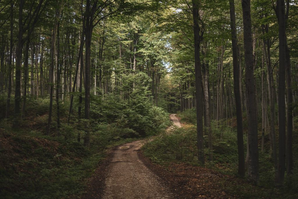 A path winding into a sunlit forest