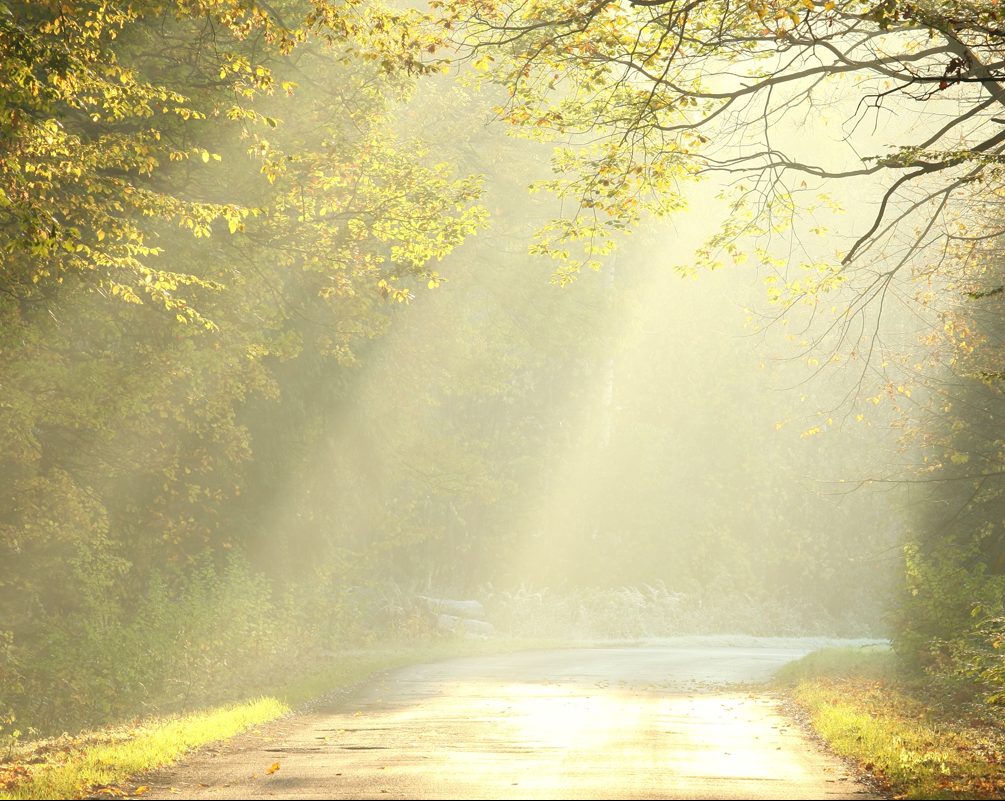 Morning light streaming through the trees