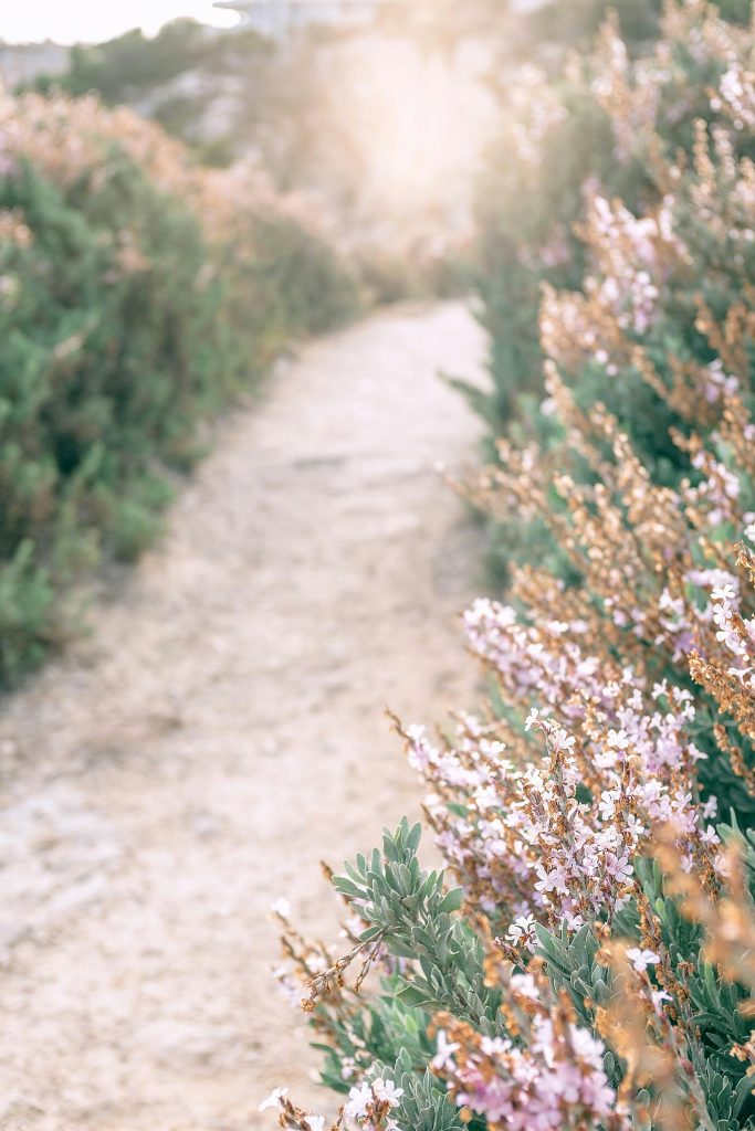 A narrow path through blooming heather in soft morning light